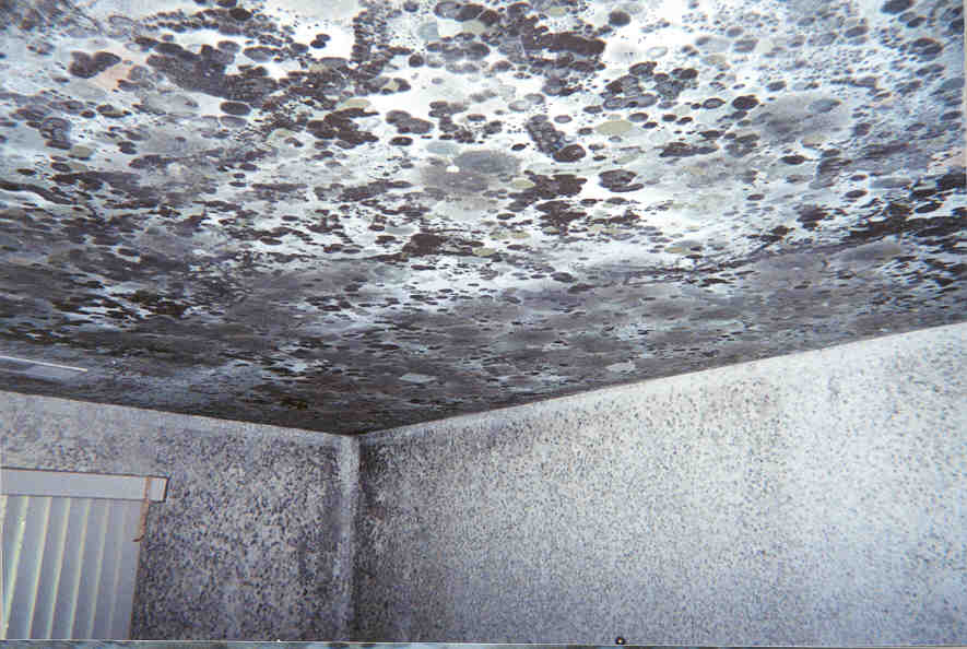 Mold on Walls